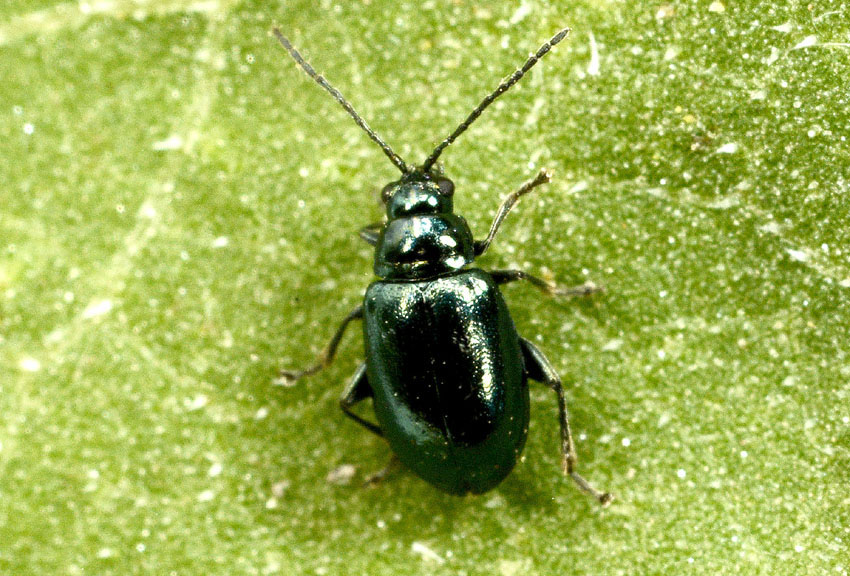 Chrysomelidae, Altica sp.